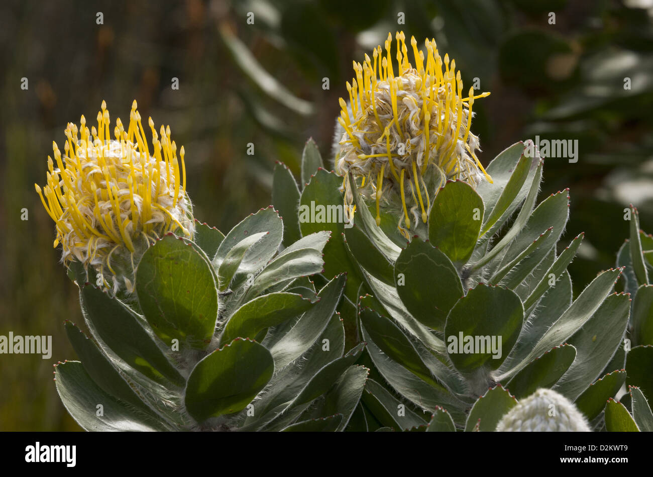 Green Tree Pincushion (Leucadendron conocarpodendron ssp. viridum) un protaea endémique rare, Le Cap, Afrique du Sud. Banque D'Images