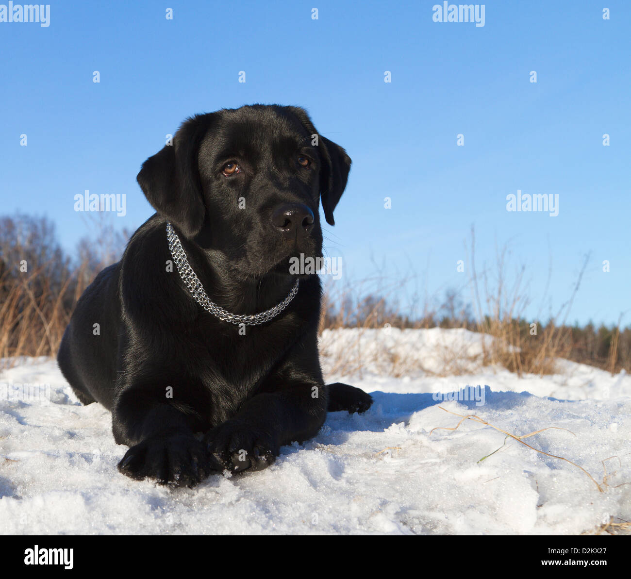 Labrador noir Banque D'Images