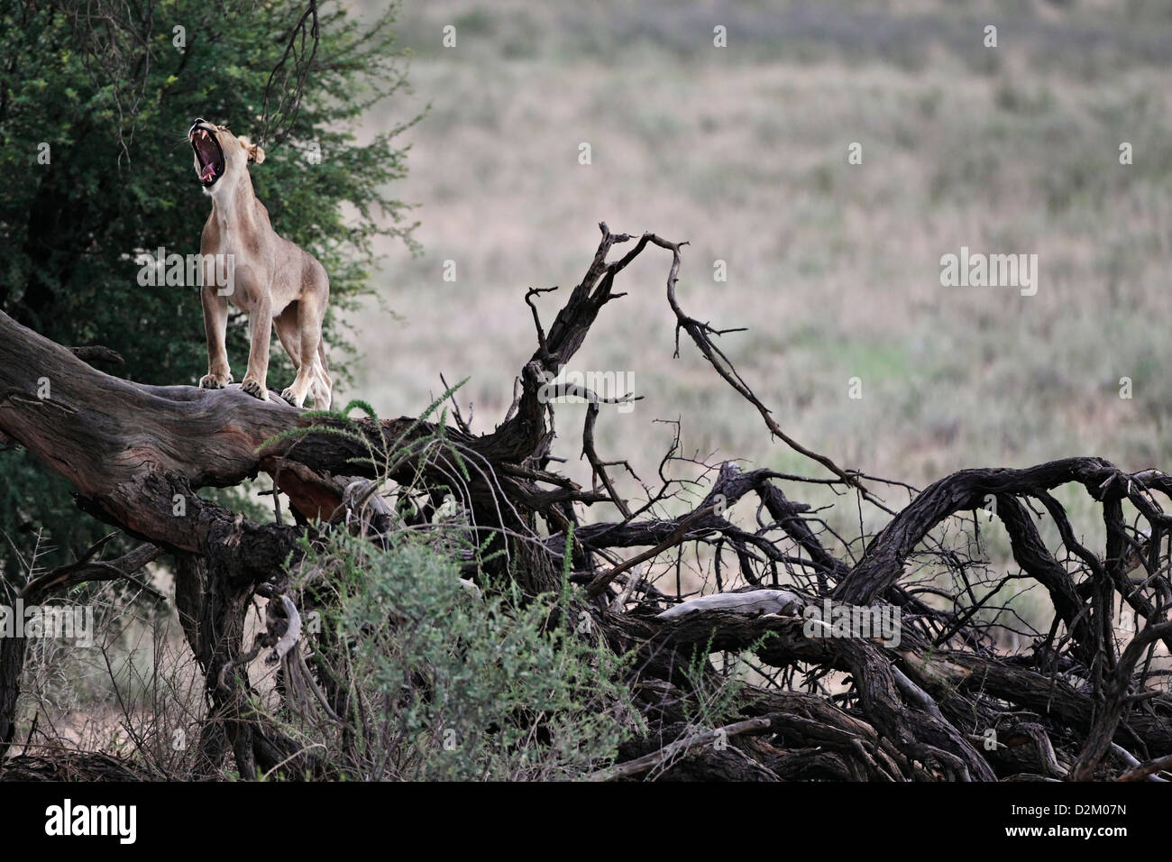 Lion debout et de bâiller sur arbre tombé, Kgalagadi Transfrontier Park, Afrique du Sud, Botswana, Banque D'Images