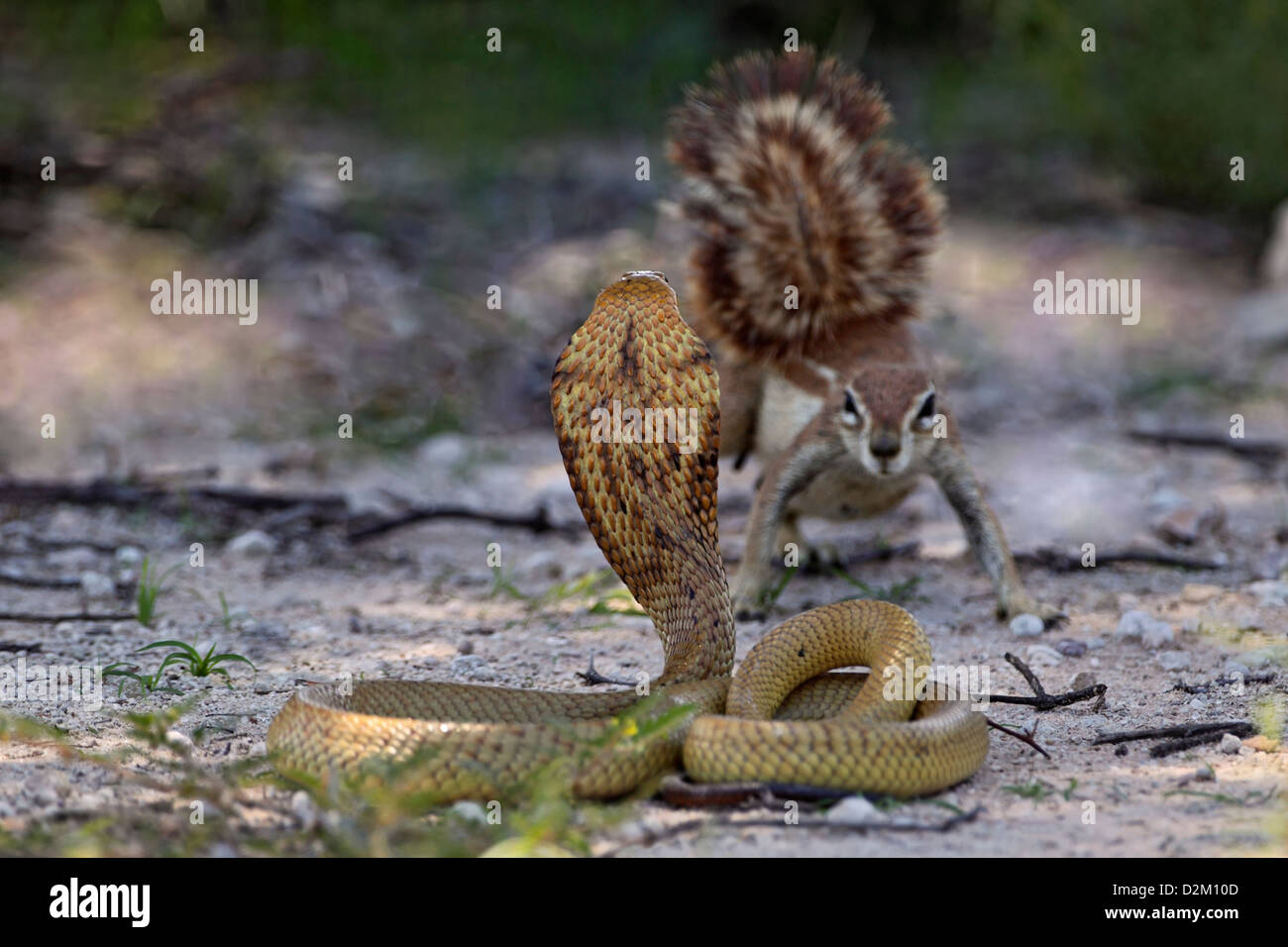 Cape cobra, cobra jaune geste menaçant, Afrique du Sud, Kalahari, Kgalagadi Transfrontier Park, du Banque D'Images