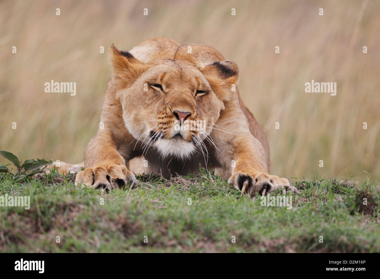 Stretching Lion, Masai Mara, Kenya Loewe lion Panthera leo Banque D'Images