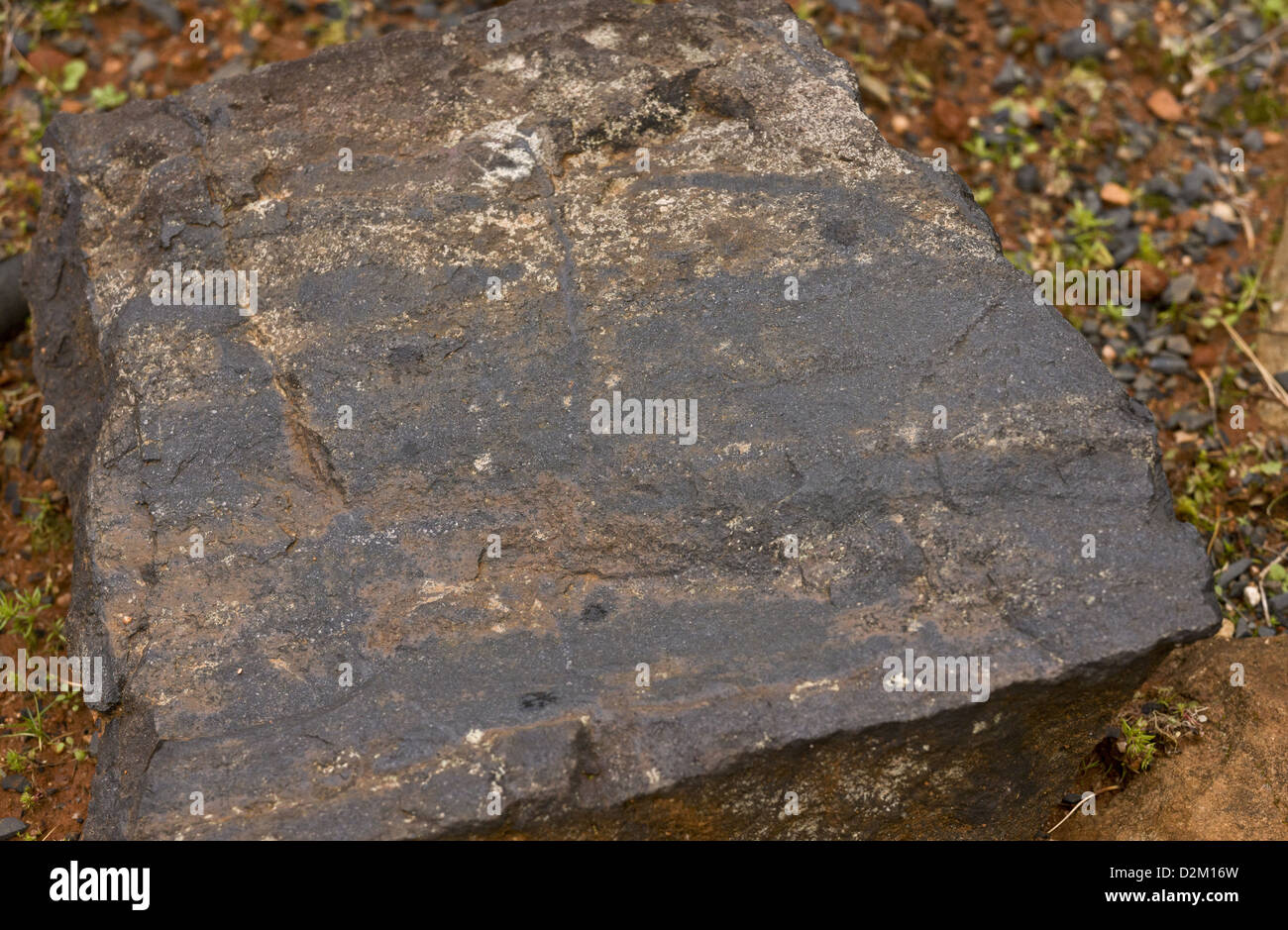 Chert, une fine roche sédimentaire riche en silice. L'Afrique du Sud Banque D'Images