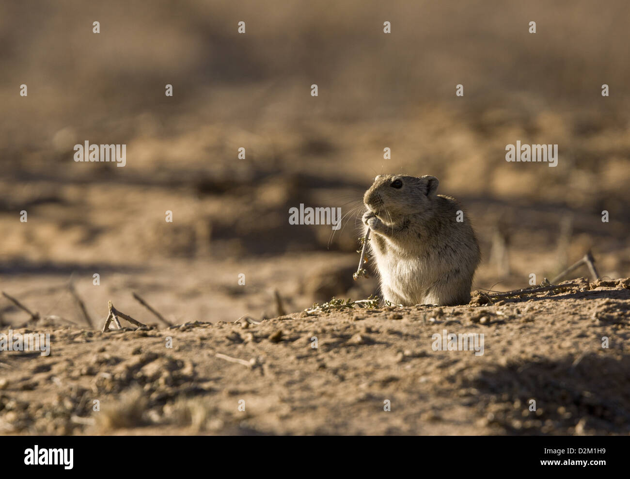 Sifflement du Brants Rat (Parotomys brantsii) alimentation, Désert du Kalahari, Afrique du Sud Banque D'Images