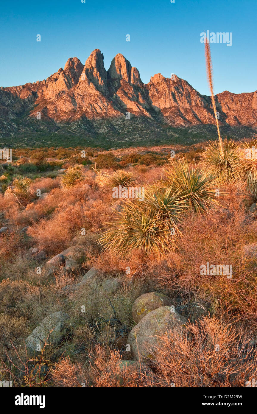 Oreilles de lapin dans les montagnes d'organes au lever du soleil, Aguirre Springs, près de Las Cruces, New Mexico, USA Banque D'Images