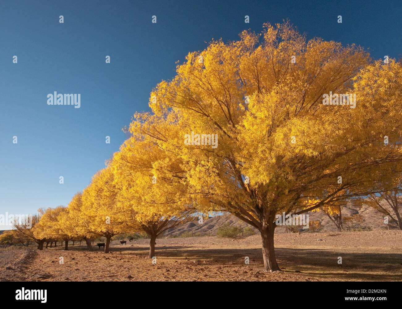 Peupliers en automne, plus Dry Creek Alamosa, à Monticello, Geronimo Trail, New Mexico, USA Banque D'Images