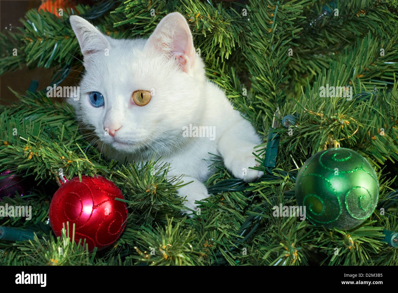 Un seul chat blanc, avec des yeux de couleur différente, est assis dans un arbre de Noël avec des boules rouges et vertes. Banque D'Images