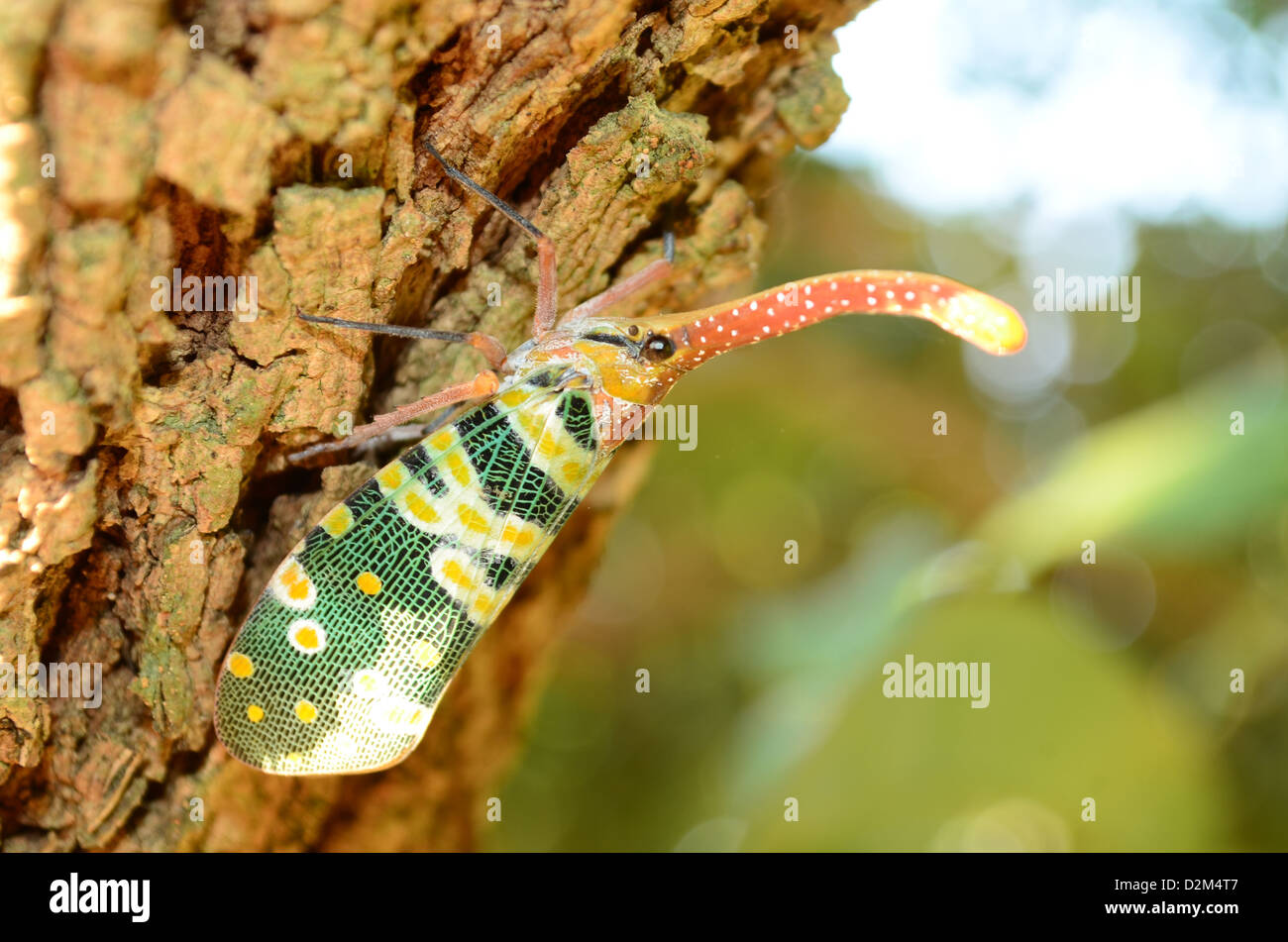 Plan macro sur une lanterne lanterne fly / bug, Pyrops Banque D'Images