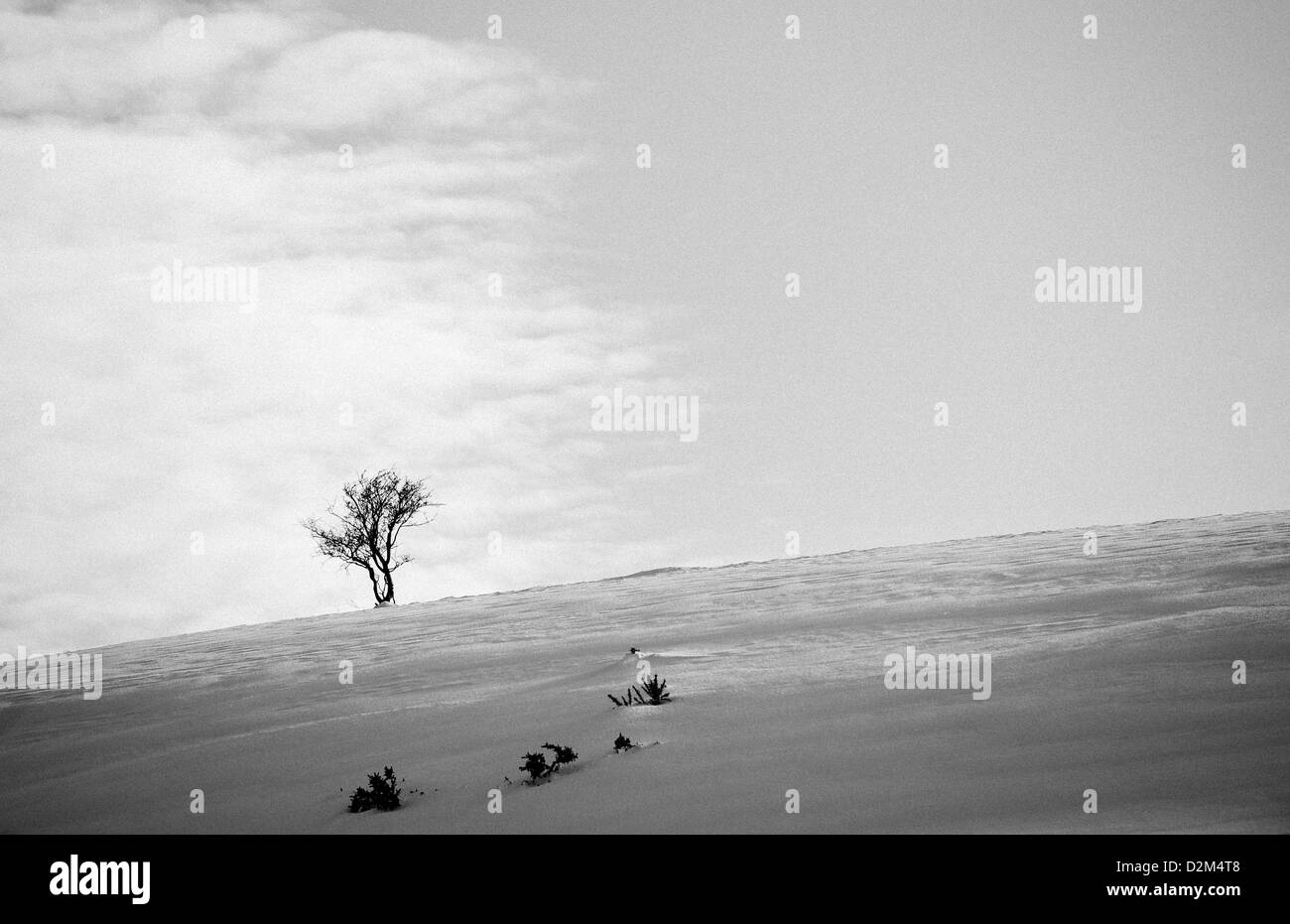 Un arbre isolé au sommet d'une colline à Roseberry topping dans Yorkshire, Angleterre. Banque D'Images