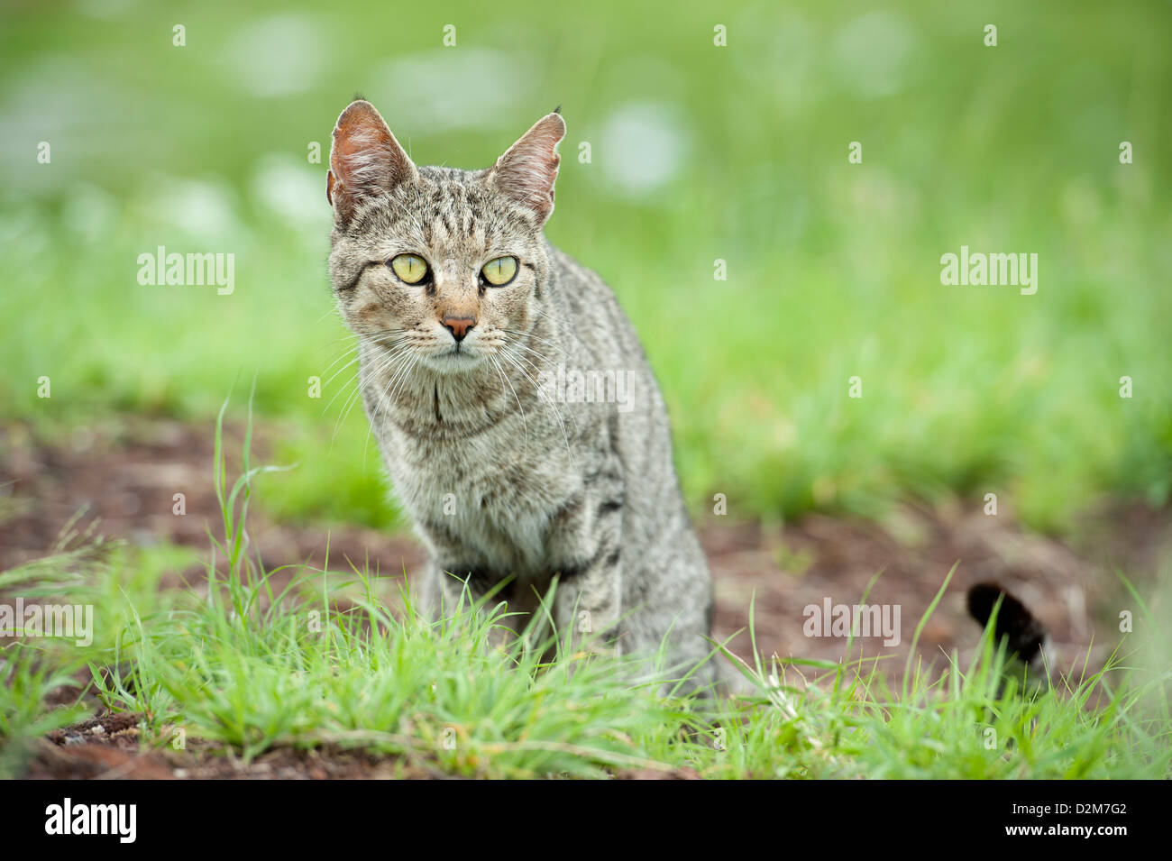 Chat Sauvage Africain (Felis silvestris lybica), Parc National d'Amboseli, Kenya Banque D'Images