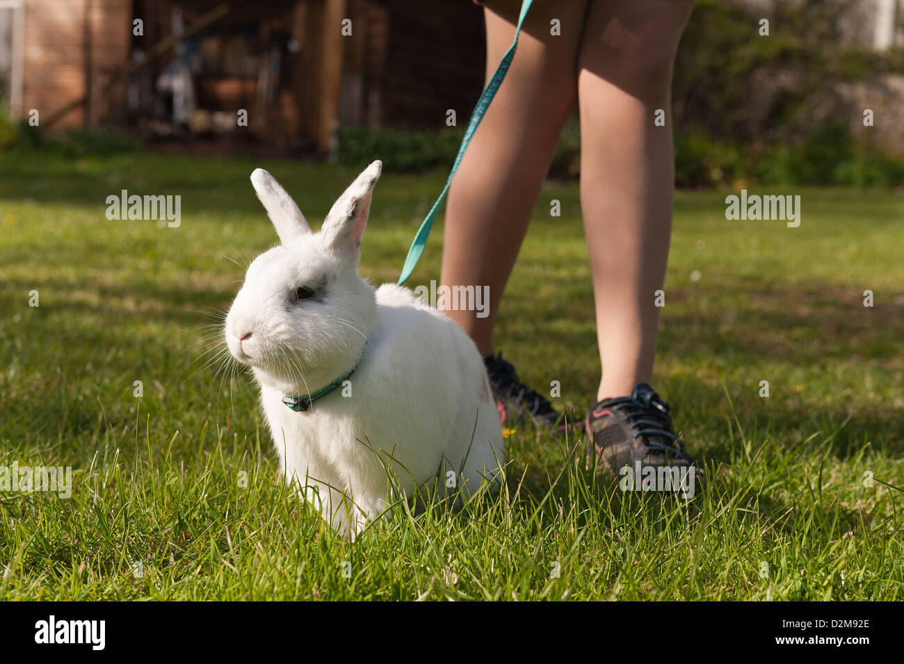 Adolescent fille qui marche un papillon anglais lapin blanc en laisse sur une pelouse avec marguerites avec faisceau Banque D'Images