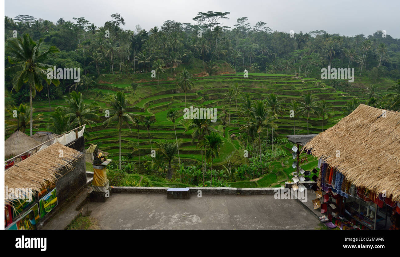 Les rizières en terrasses dans le village de Tegalalang ; Centre de Bali, Indonésie. Banque D'Images