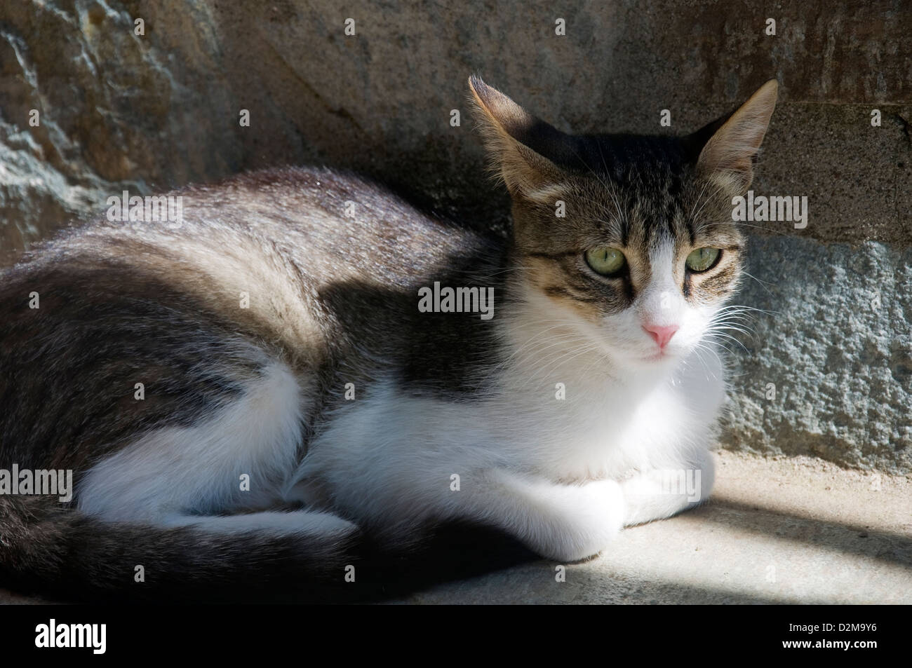 Jeune chat couché devant un mur Banque D'Images