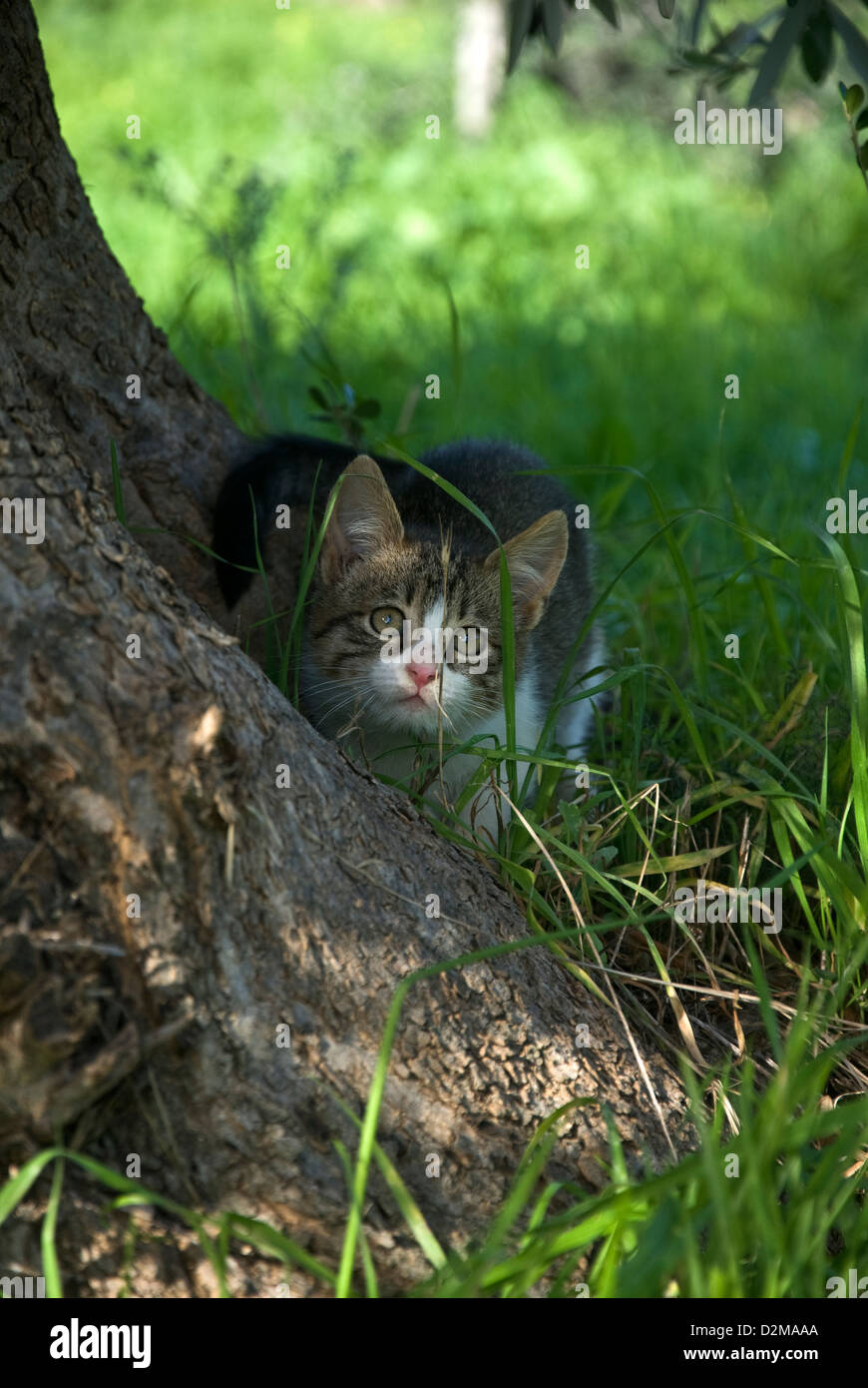 Chaton qui se cache derrière un arbre Photo Stock Alamy