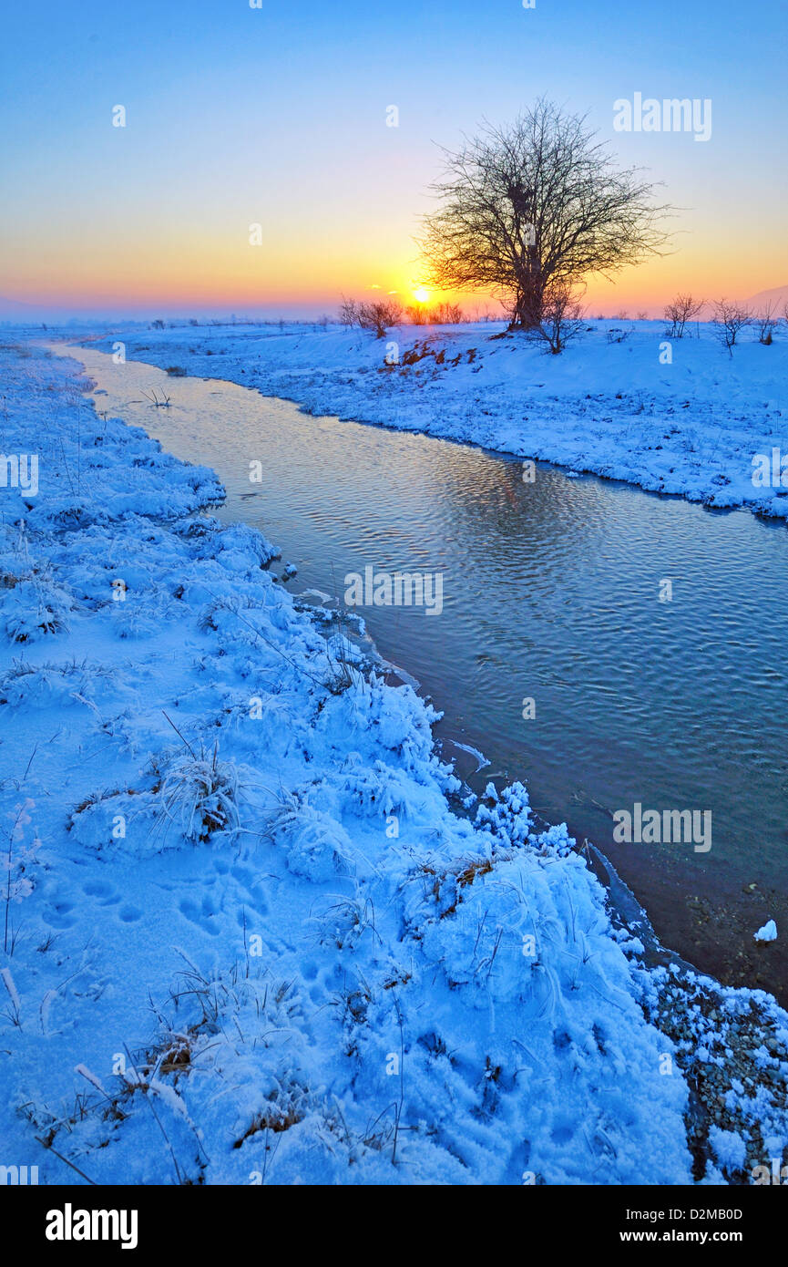 Hiver arbre solitaire Banque D'Images