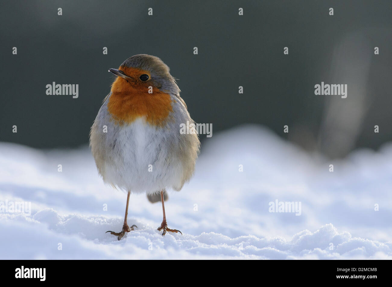 Un merle dans la neige Banque D'Images