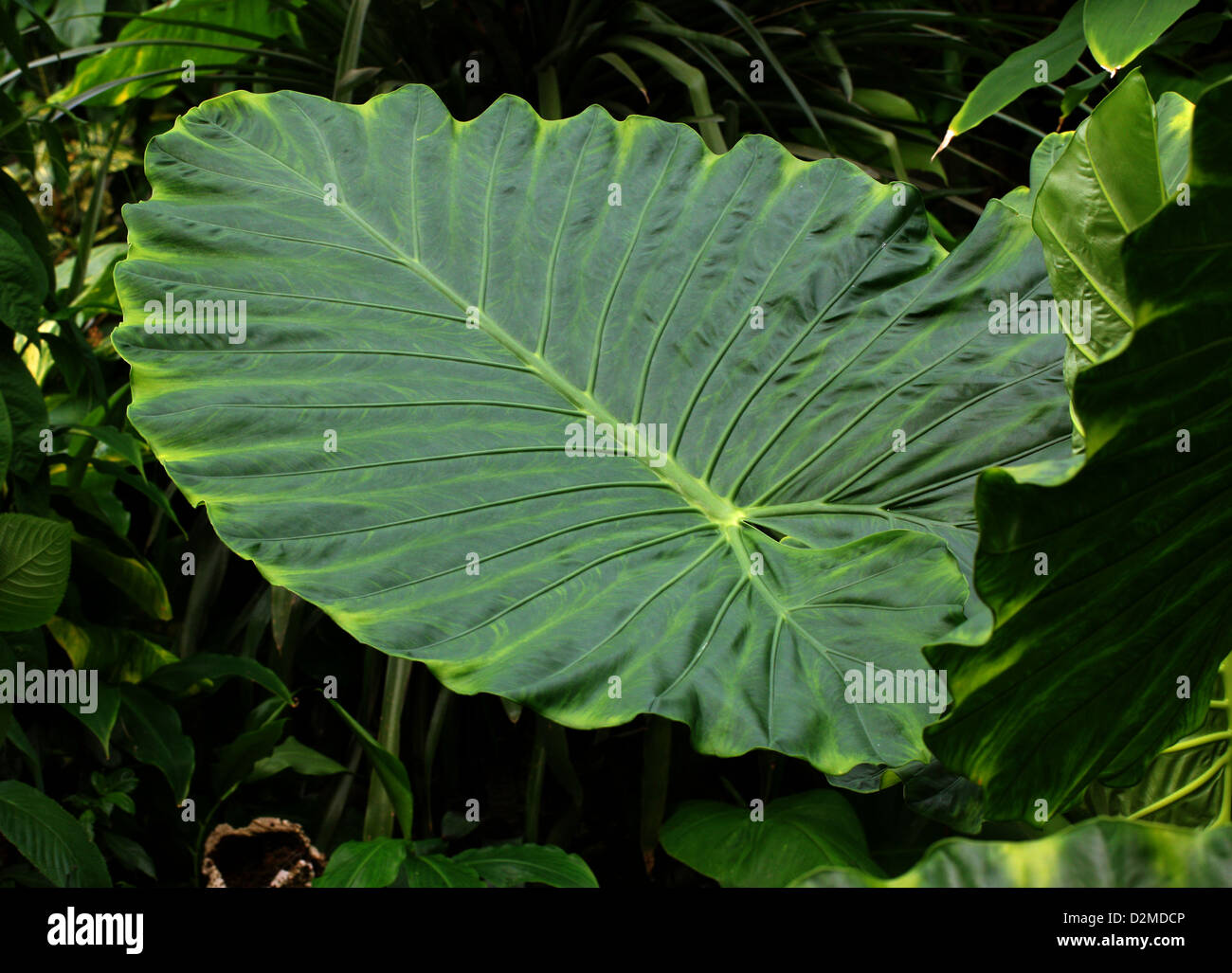 Feuille d'une plante à oreilles d'éléphant Alocasia macrorrhiza, Araceae,. L'État du Chiapas, au Mexique. Banque D'Images