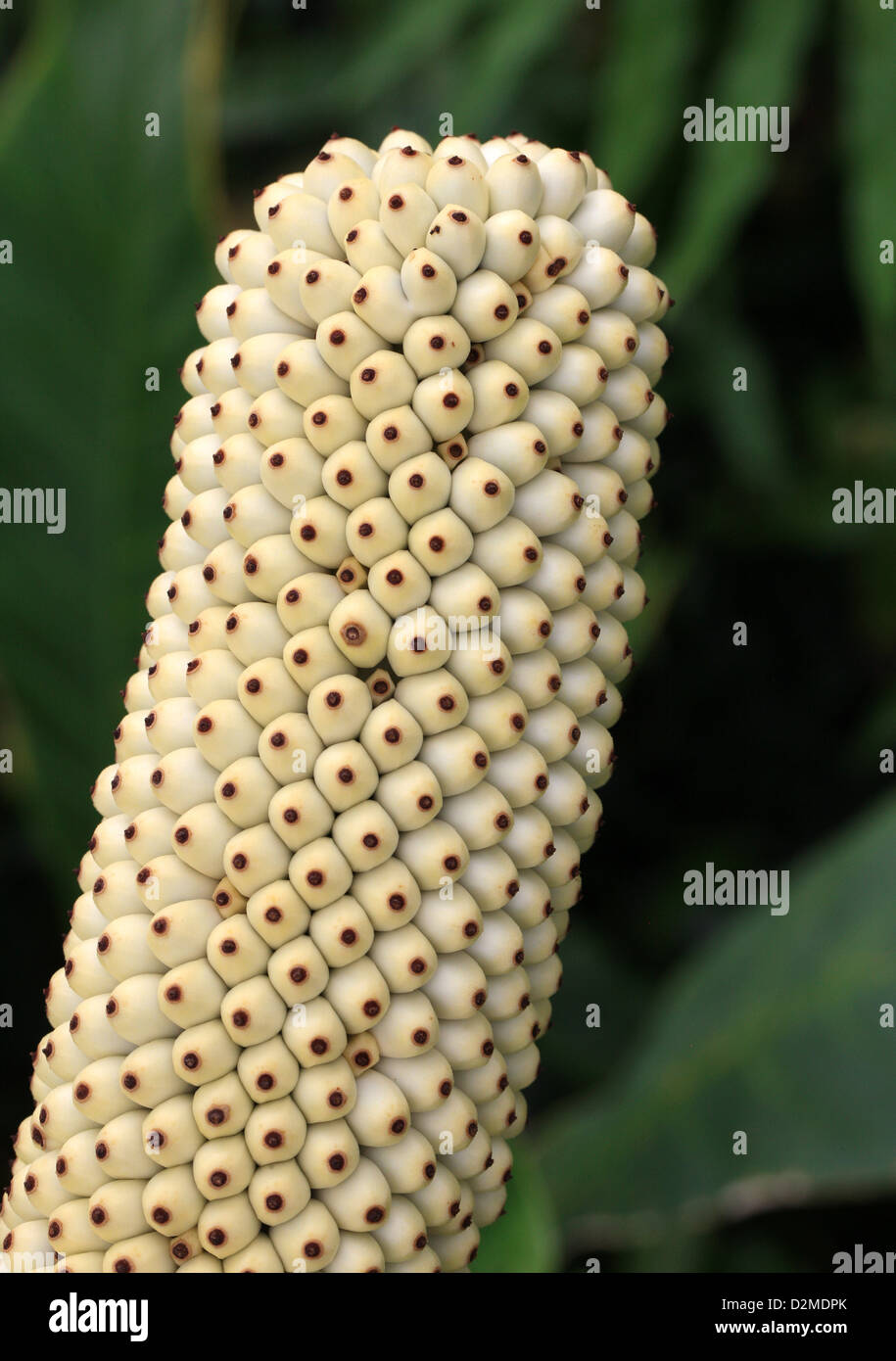 Anchomanes difformis, Araceae. L'Afrique tropicale. Syn. A. dubius, A. hookeri, A. obtusus, A. petiolatus, Amorphophallus difformis Banque D'Images