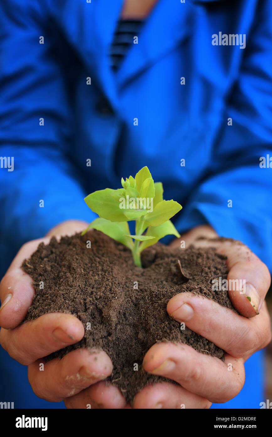 Le sol et une plante dans les mains de travailleur agricole féminine Banque D'Images