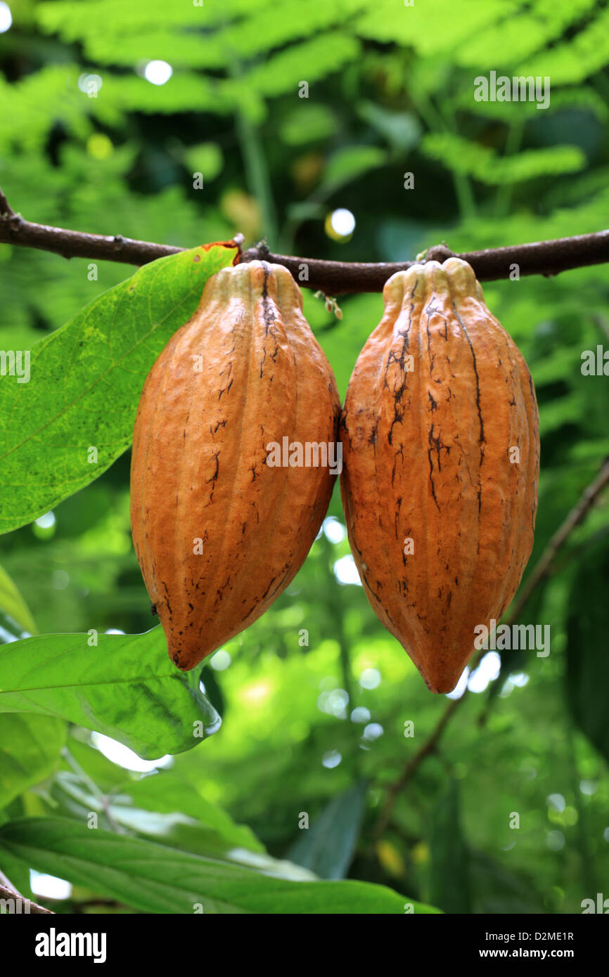 Les coupelles de semences d'un cacaoyer ou cacaoyer, Theobroma cacao Amelonado', 'Malvaceae. Utilisé pour faire le cacao et le chocolat. Banque D'Images