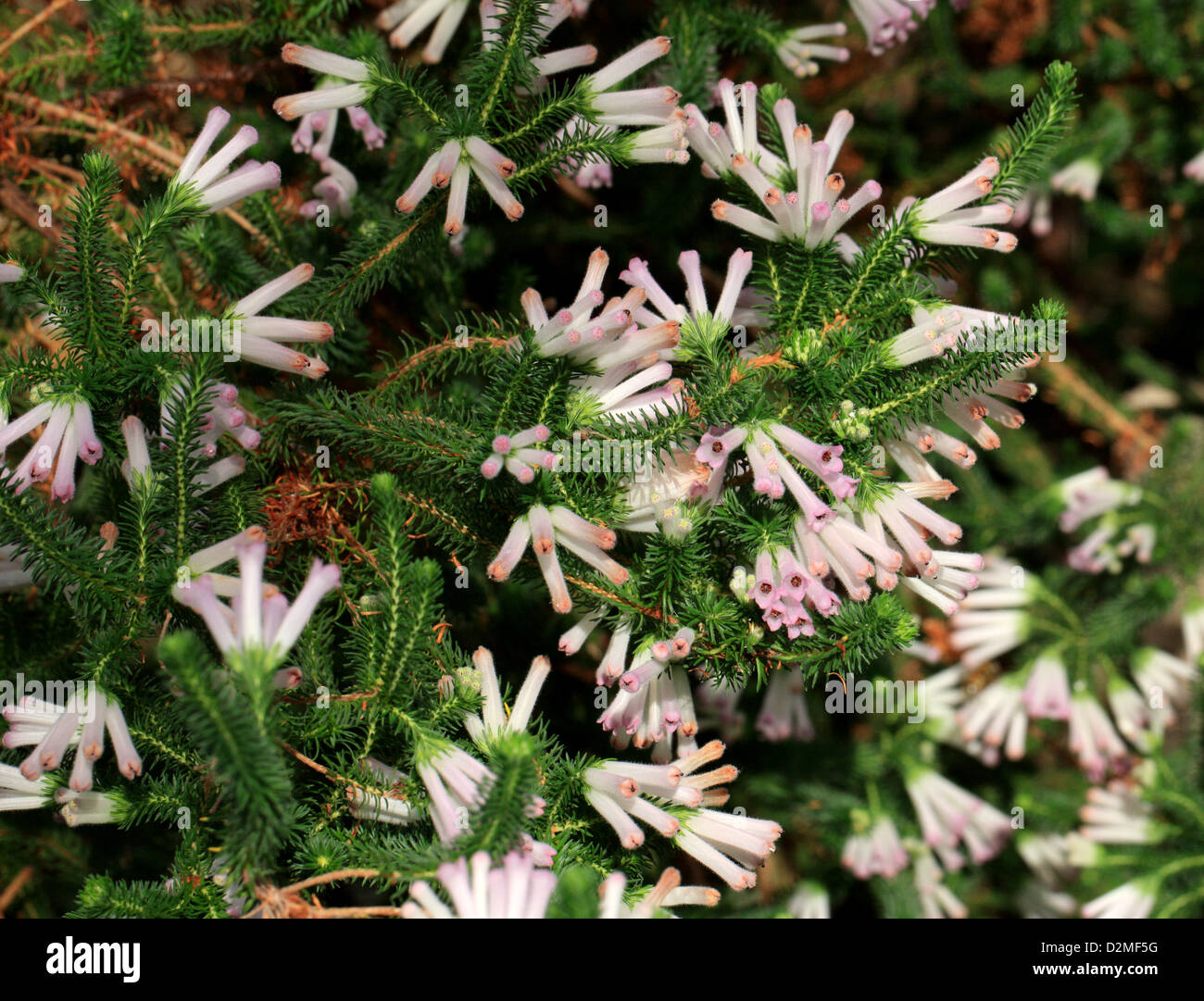 Une Cape Heather, Erica verticillata, Ericaceae. La Province du Cap, Afrique du Sud. Éteint à l'état sauvage. Banque D'Images