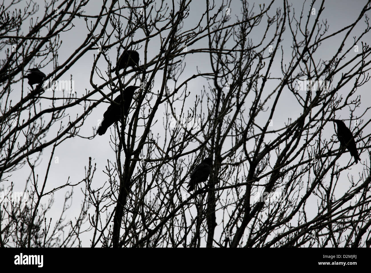Découpages de corbeaux sur les branches d'un vieil arbre Banque D'Images