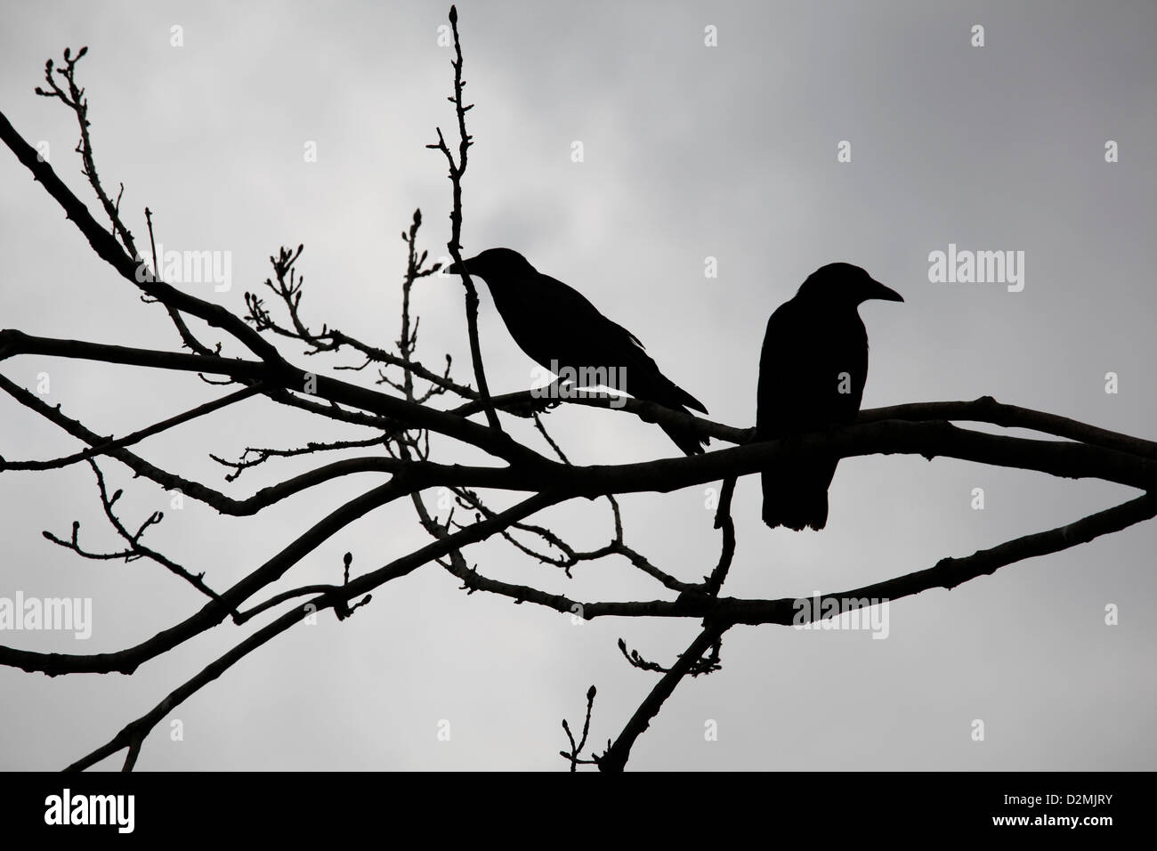 Découpages de corbeaux sur une branche d'un vieil arbre Banque D'Images