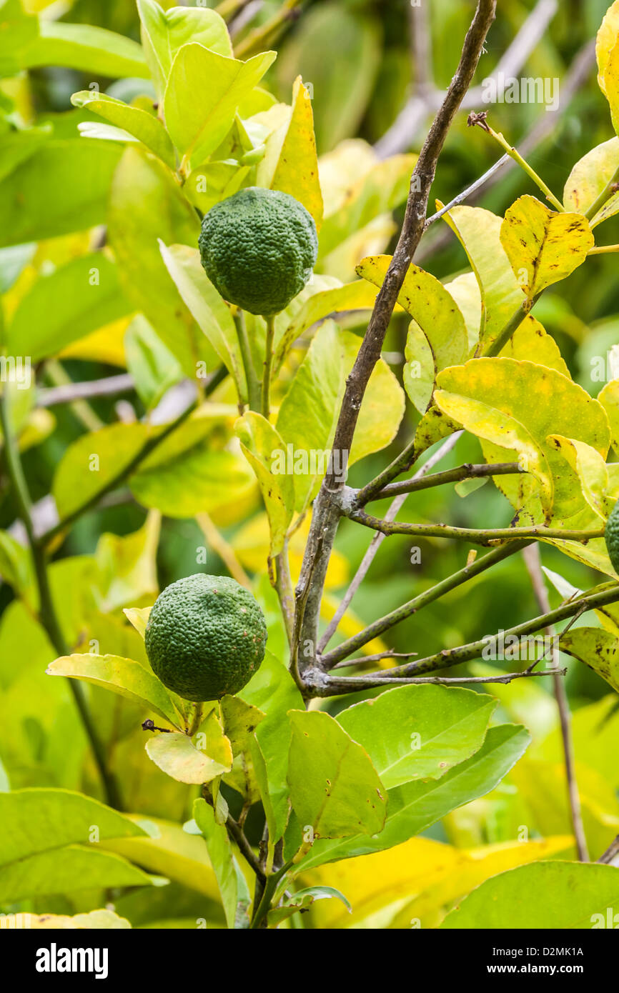 Lime Kaffir de Madagascar on tree Banque D'Images