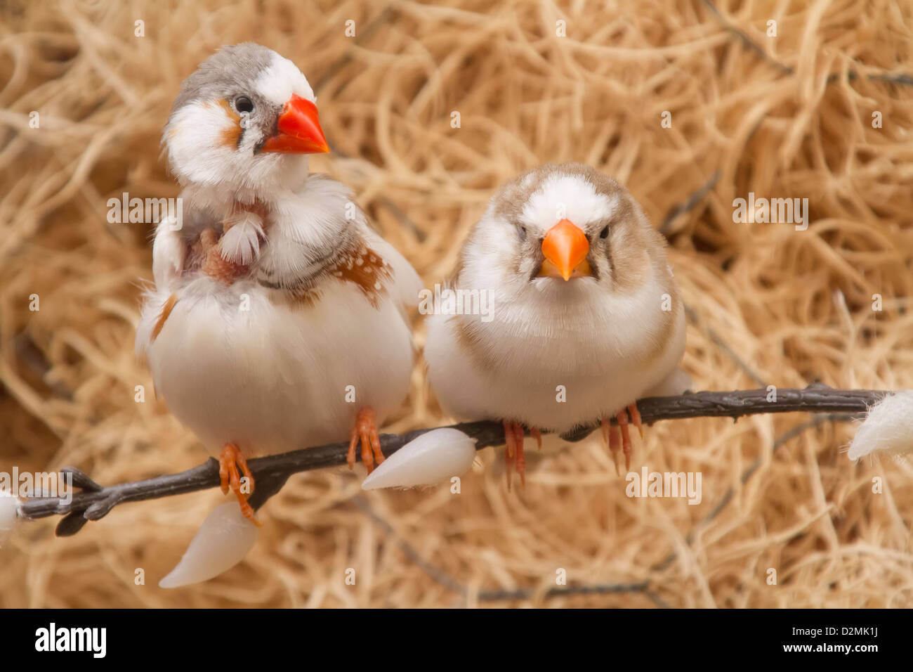 Zebra Finch. Estrildidae. Poephila guttata castanotis. Banque D'Images
