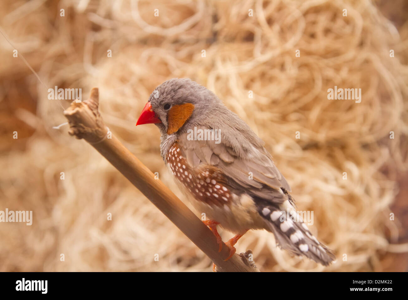 Zebra Finch. Estrildidae. Poephila guttata castanotis. Photographié en captivité. Banque D'Images
