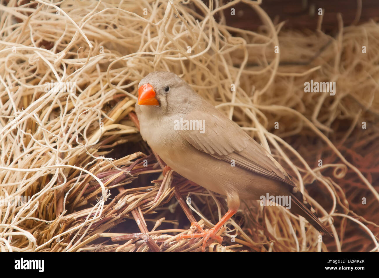 Zebra Finch. Estrildidae. Poephila guttata castanotis. Photographié en captivité. Banque D'Images