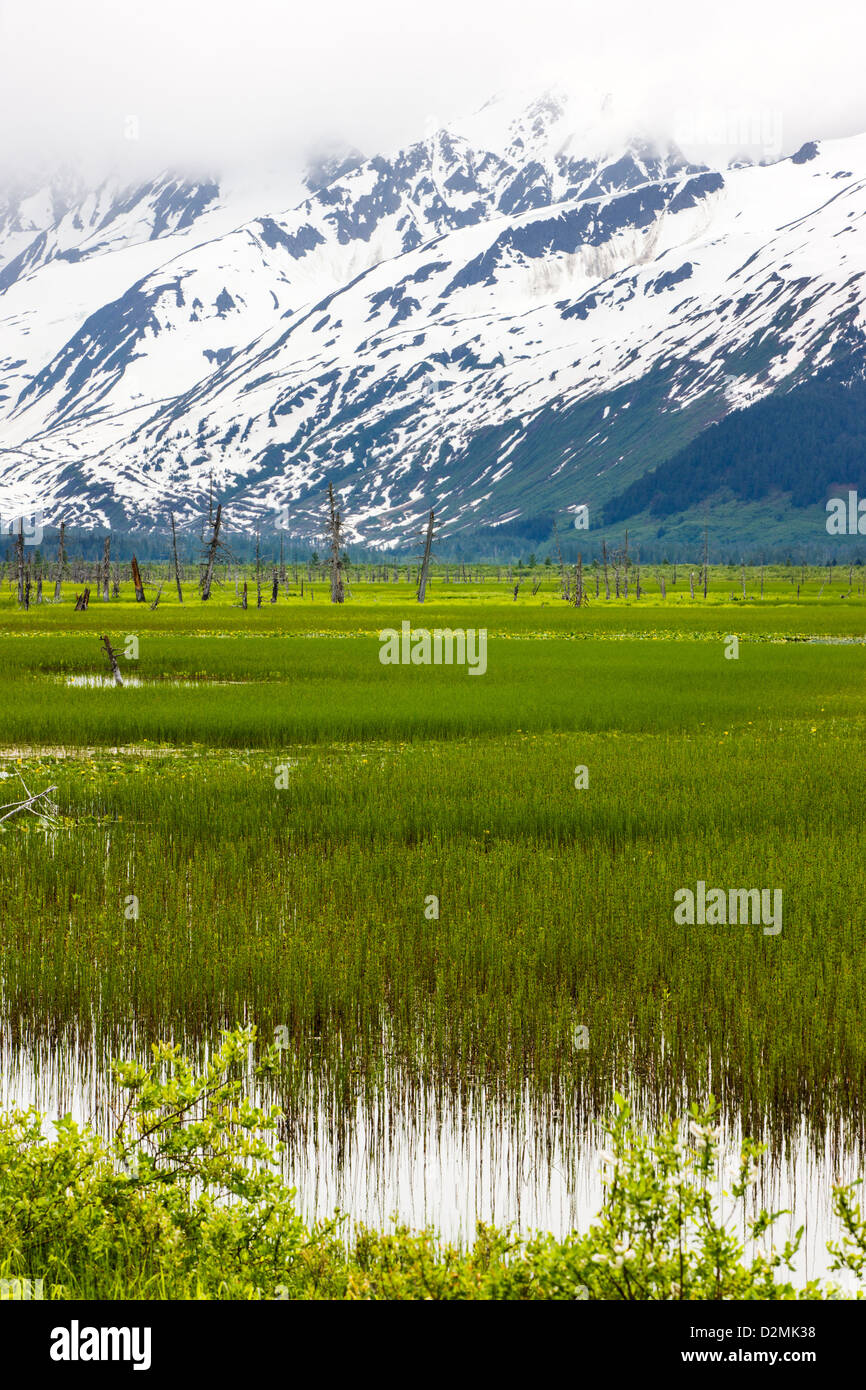 L'herbe de marais le long de la pointe sud de Turnagain Arm, près de Portage, l'Alaska, USA. Au-delà des montagnes Chugach, couverts de neige. Banque D'Images
