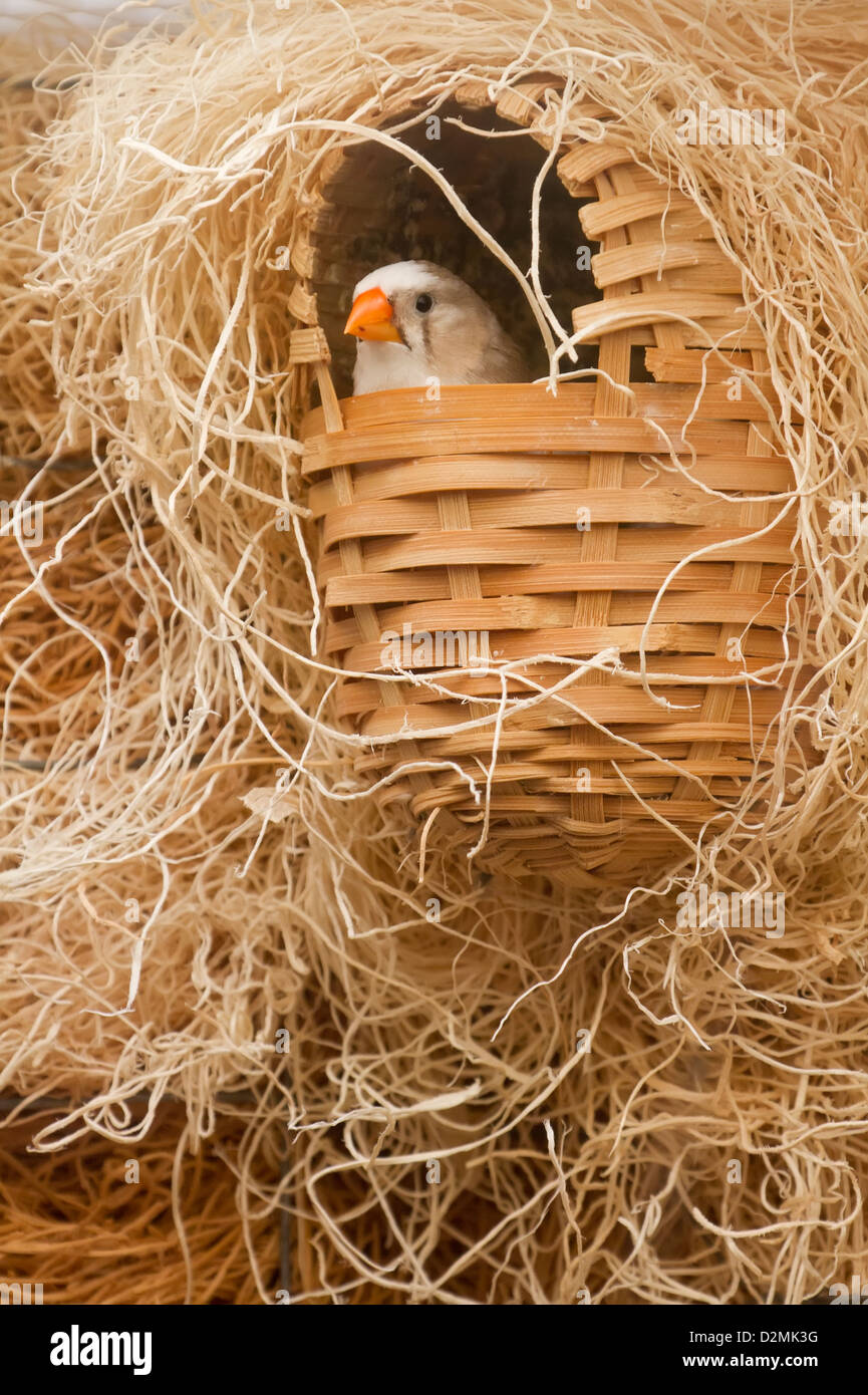 Zebra Finch. Estrildidae. Poephila guttata castanotis. Photographié en captivité. Banque D'Images
