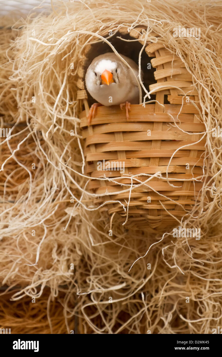 Zebra Finch. Estrildidae. Poephila guttata castanotis. Des oiseaux en colère. Photographié en captivité. Banque D'Images