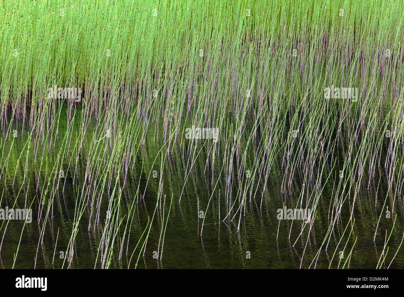 L'herbe de marais le long de la pointe sud de Turnagain Arm, près de Portage, Alaska, USA Banque D'Images