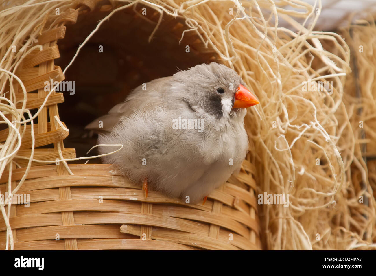 Zebra Finch. Estrildidae. Poephila guttata castanotis. Photographié en captivité. Banque D'Images