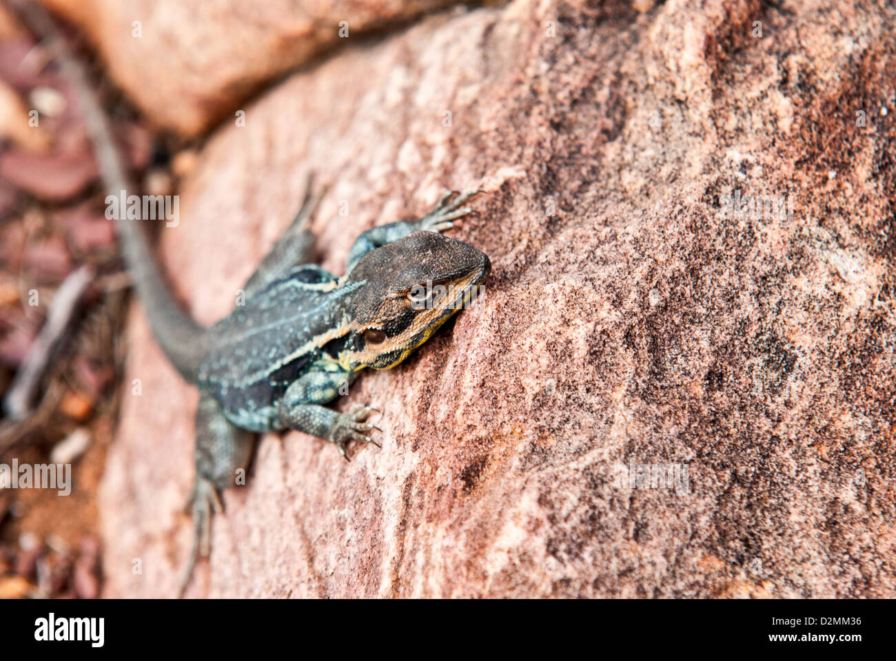 Un lézard Dragon baigne au soleil sur un rocher de l'outback Banque D'Images