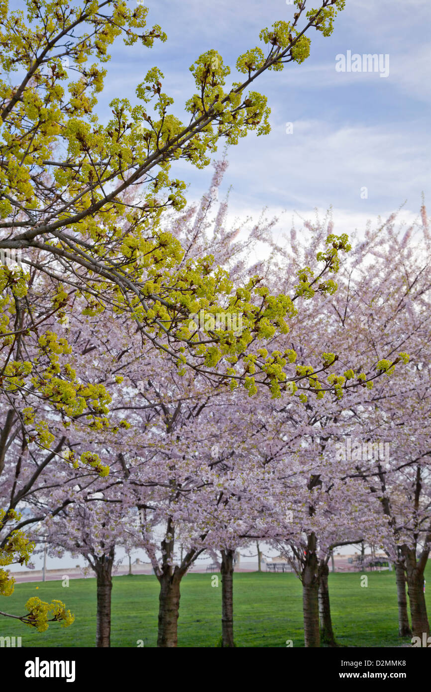 Cerisiers en fleurs dans un parc à Burlington, Ontario, Canada. Banque D'Images