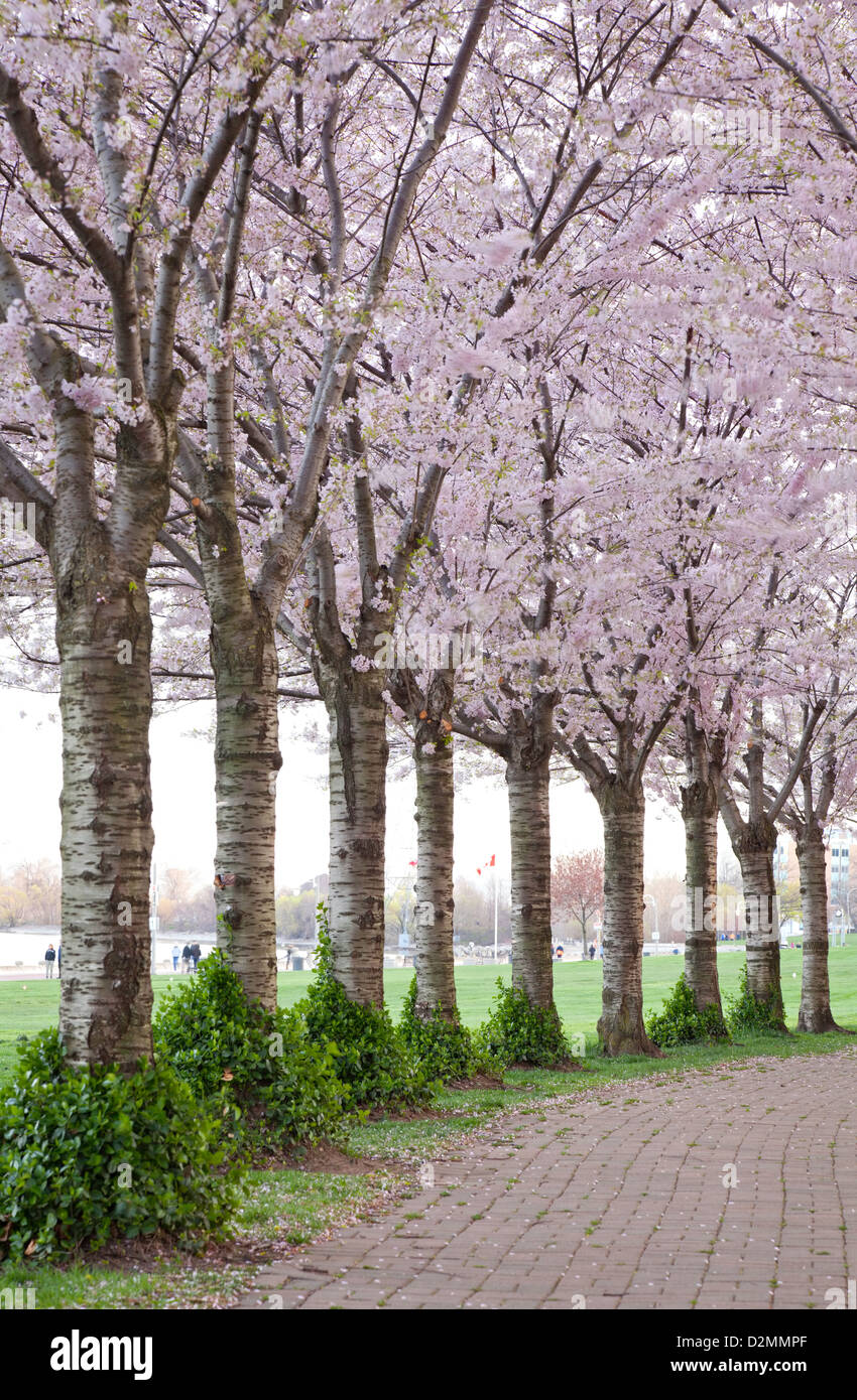 Les cerisiers en fleurs en Ontario Canada Banque D'Images