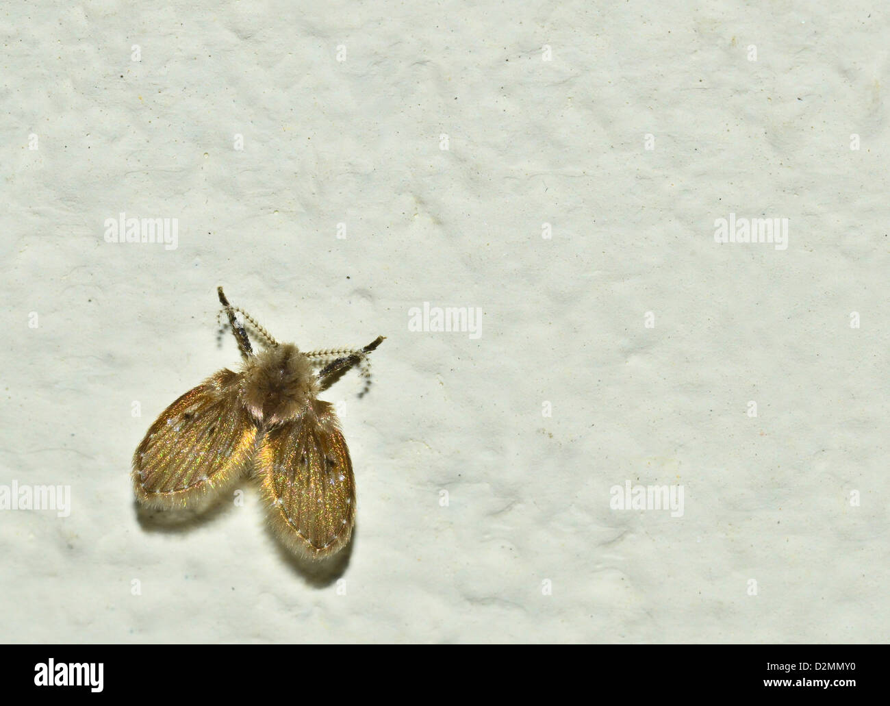 Petite mouche mouche sur le mur Banque de photographies et d’images à — free download