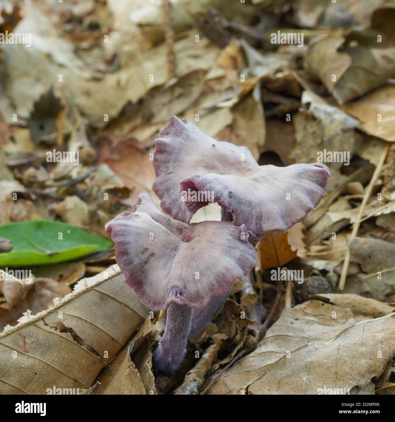 Le fourbe améthyste Laccaria amethystina poussant sur sol forestier Banque D'Images
