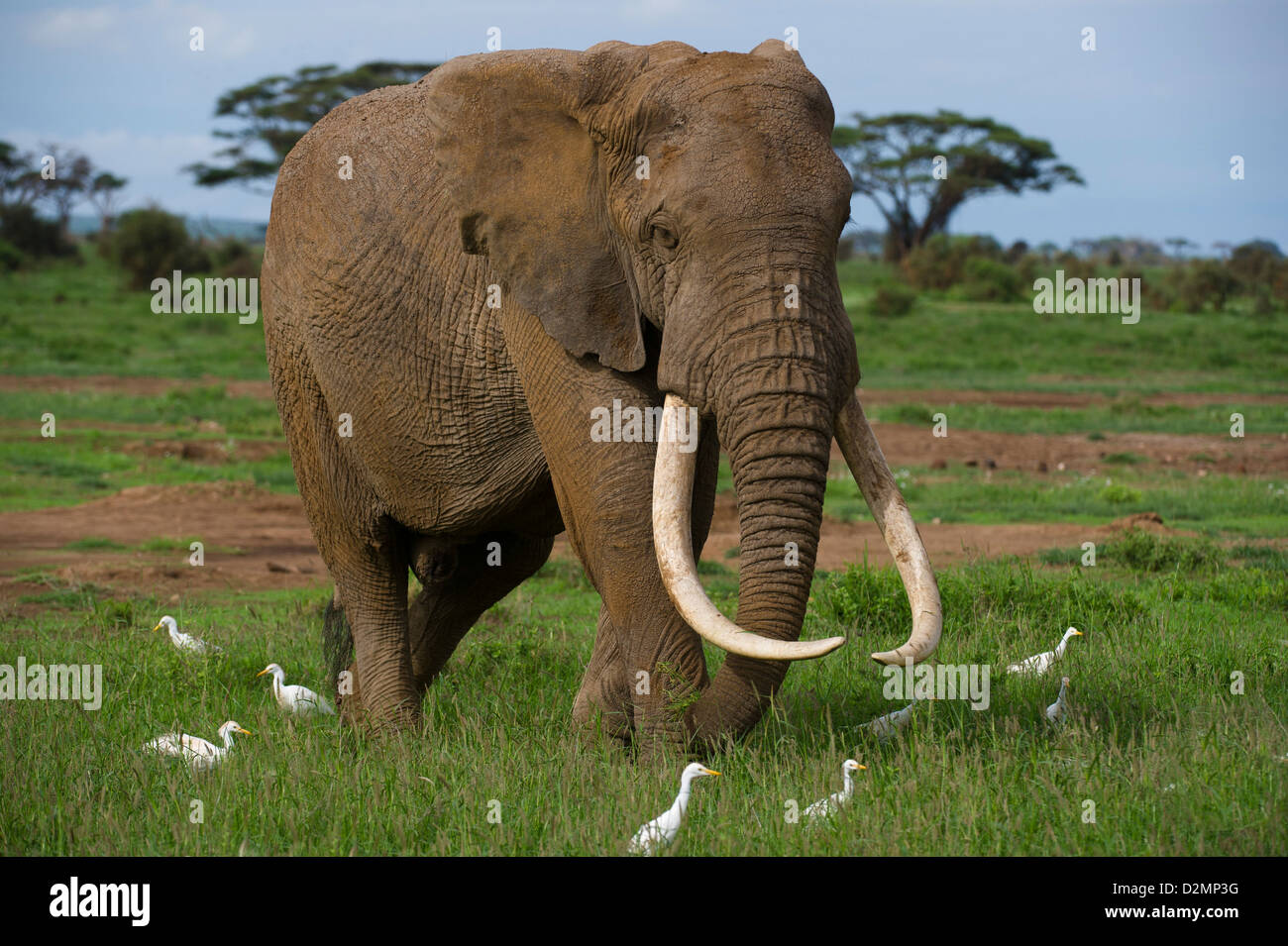 L'éléphant africain (Loxodonta africana africana), le Parc national Amboseli, Kenya Banque D'Images