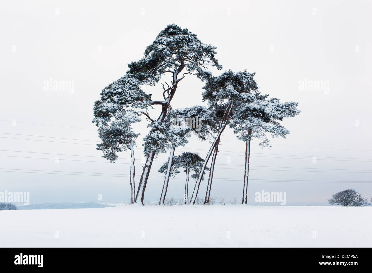 Un bouquet d'arbres de pin sylvestre (Pinus sylvestris) dans la neige. Banque D'Images