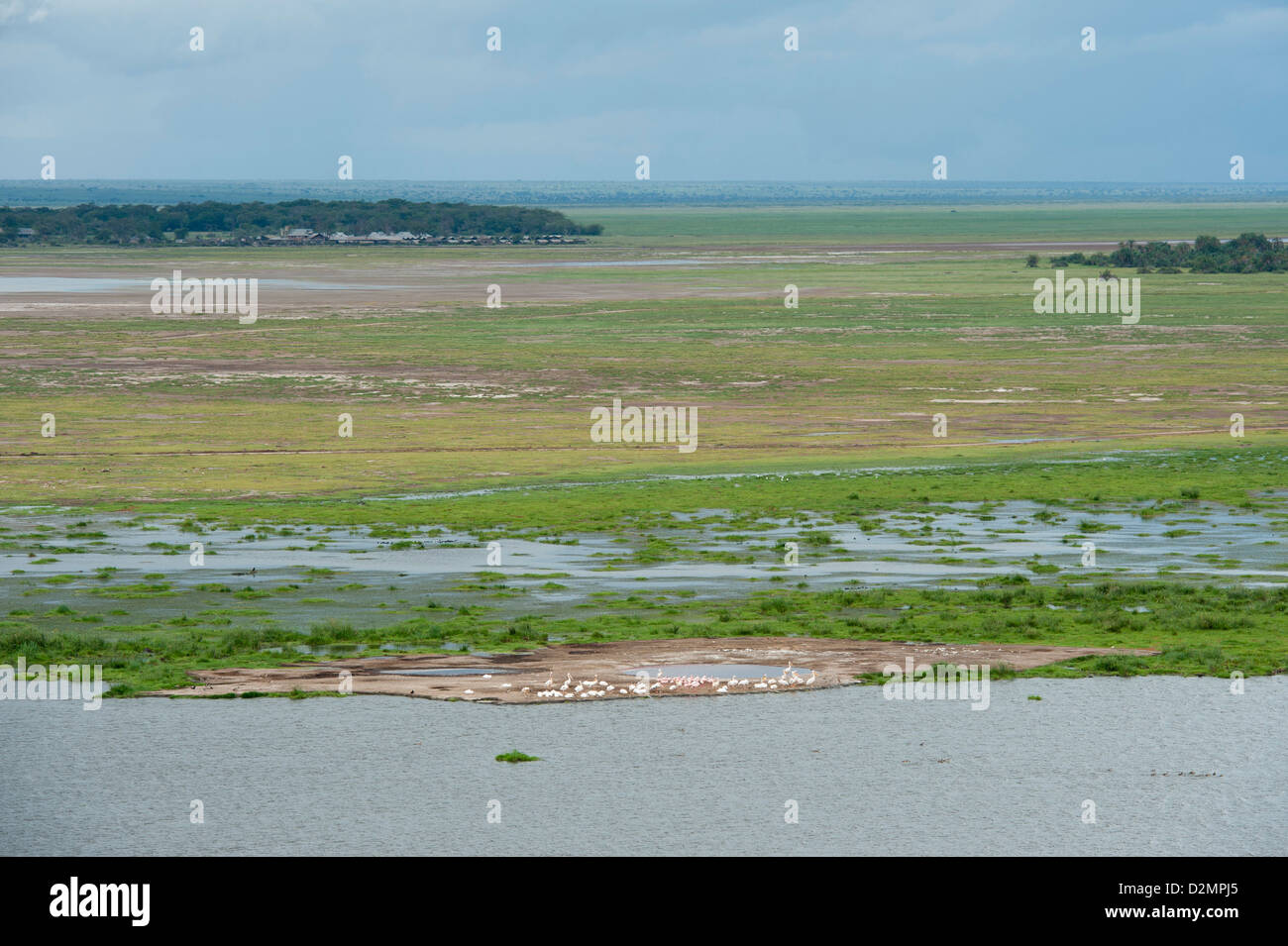 Pélicans et flamands roses à la marsh, Parc National d'Amboseli, Kenya Banque D'Images