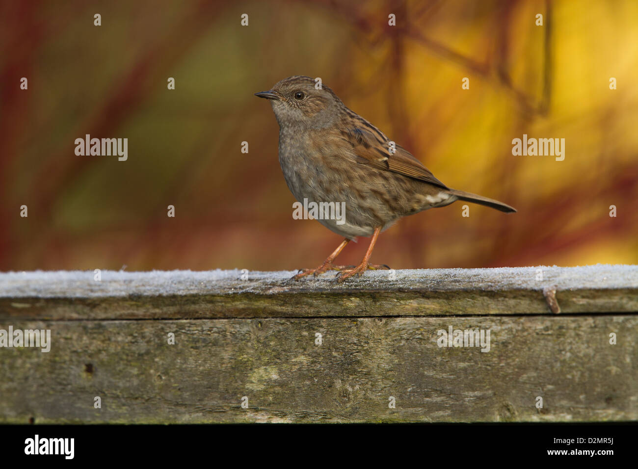 Nid (Prunella modularis), adulte, perché sur une clôture en bois jardin, Warwickshire, Angleterre, Janvier Banque D'Images