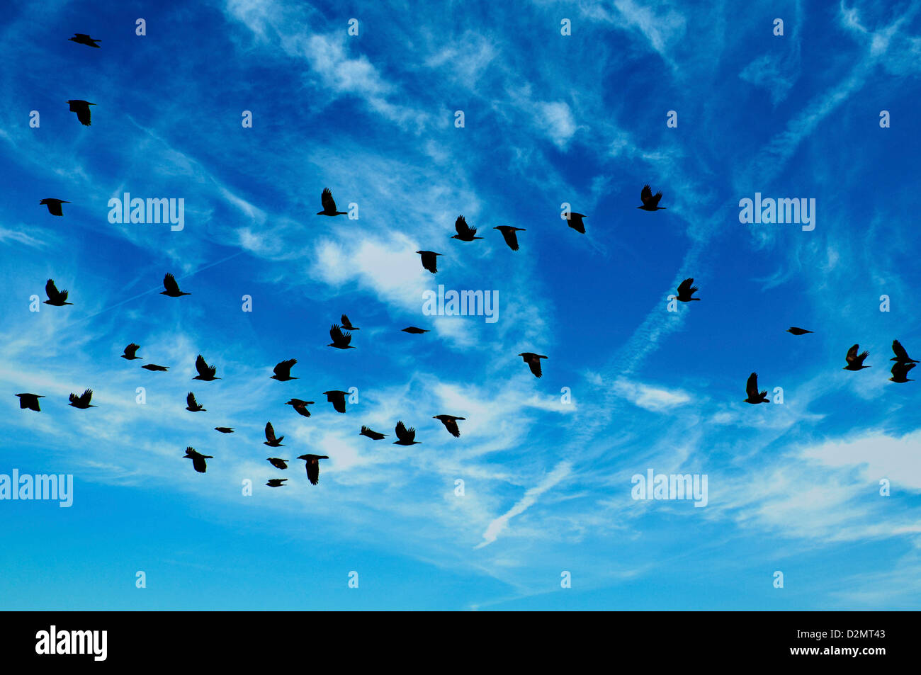 Flock of birds flying Banque D'Images