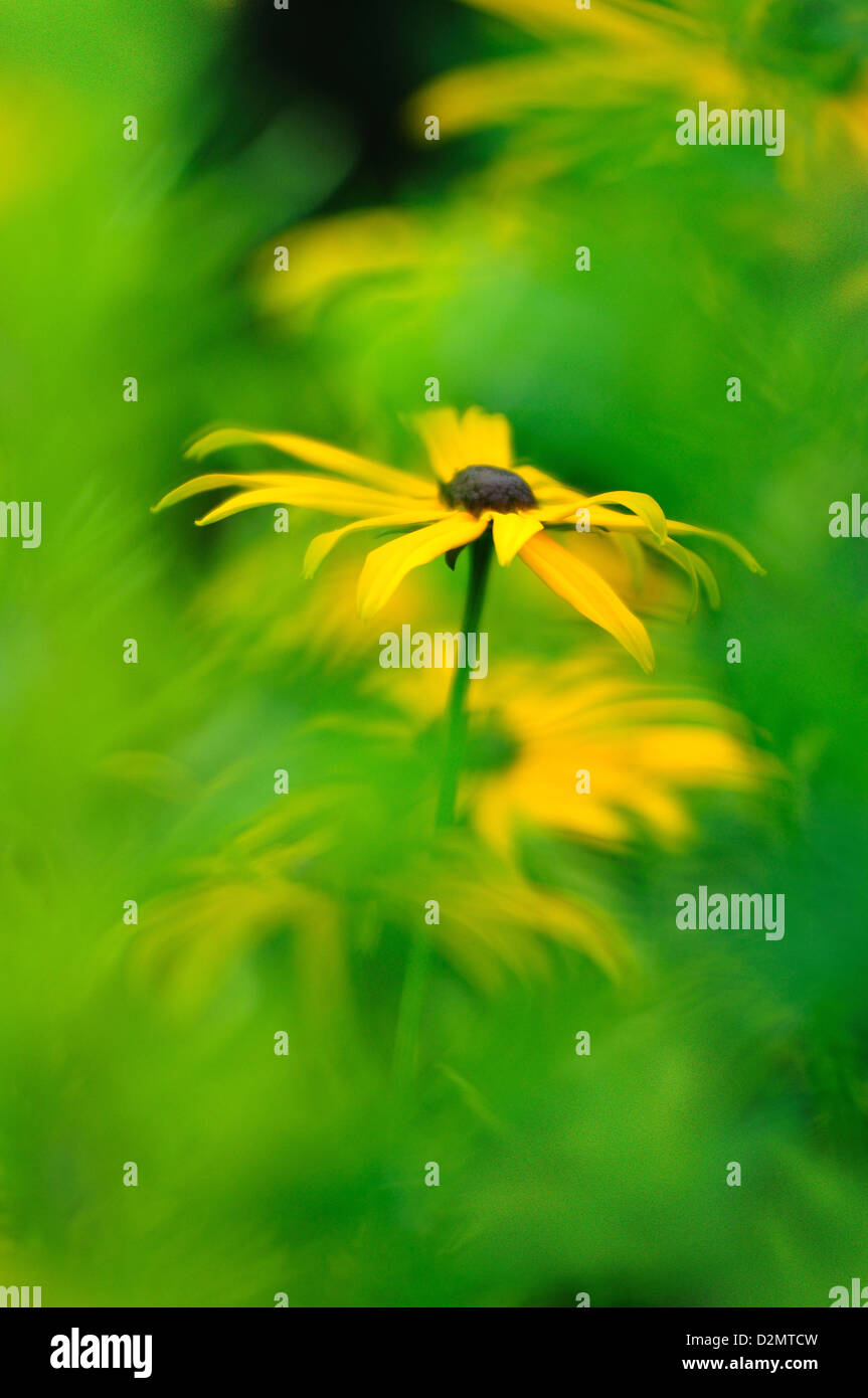 Un rudbeckia jaune fleur, grâce à des problèmes de mise au point de la verdure, dans un chalet jardin Banque D'Images