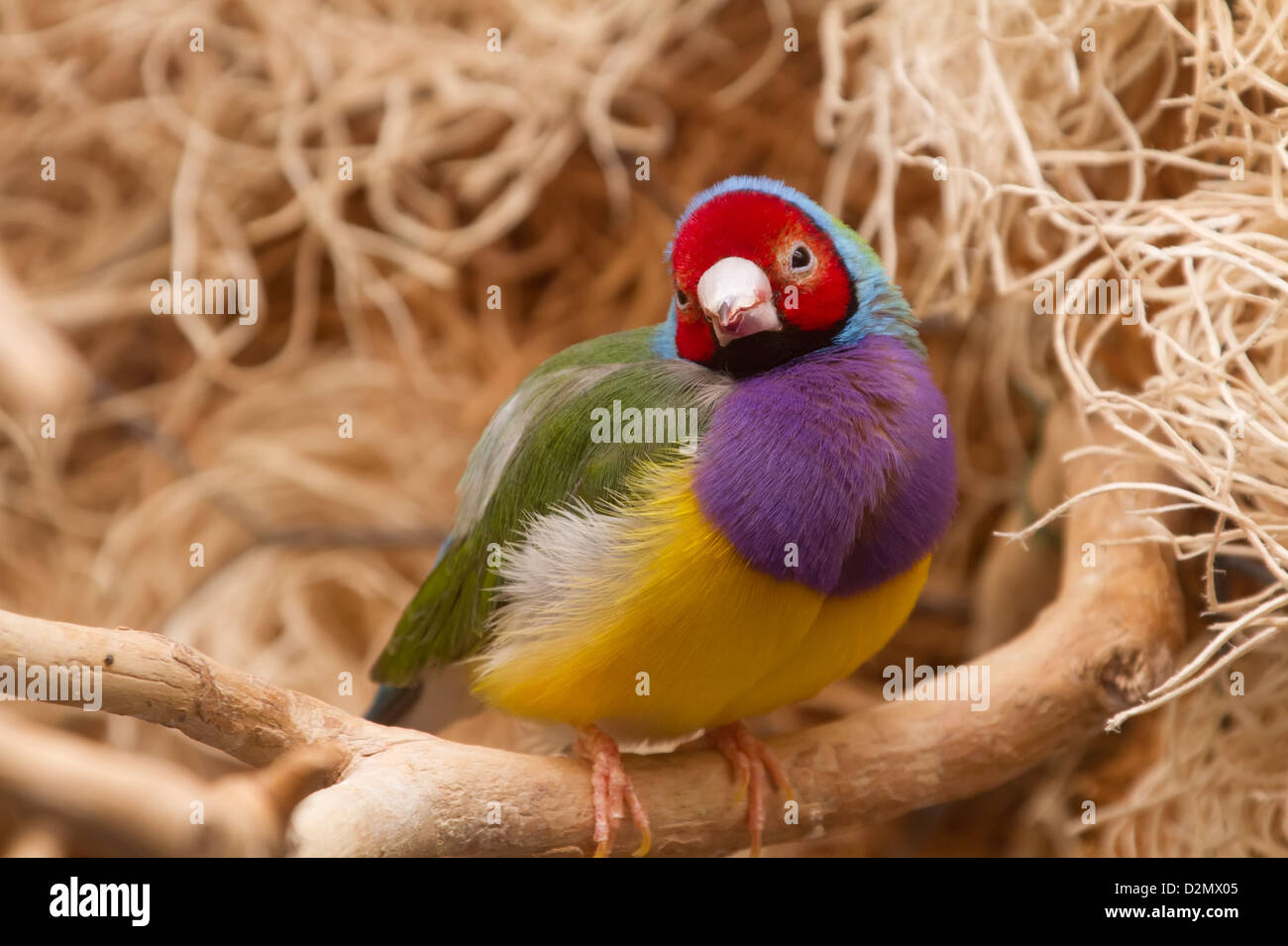Gouldian Finch. Lady Gouldian. Poephila gouldiae. Photographié en captivité. Banque D'Images