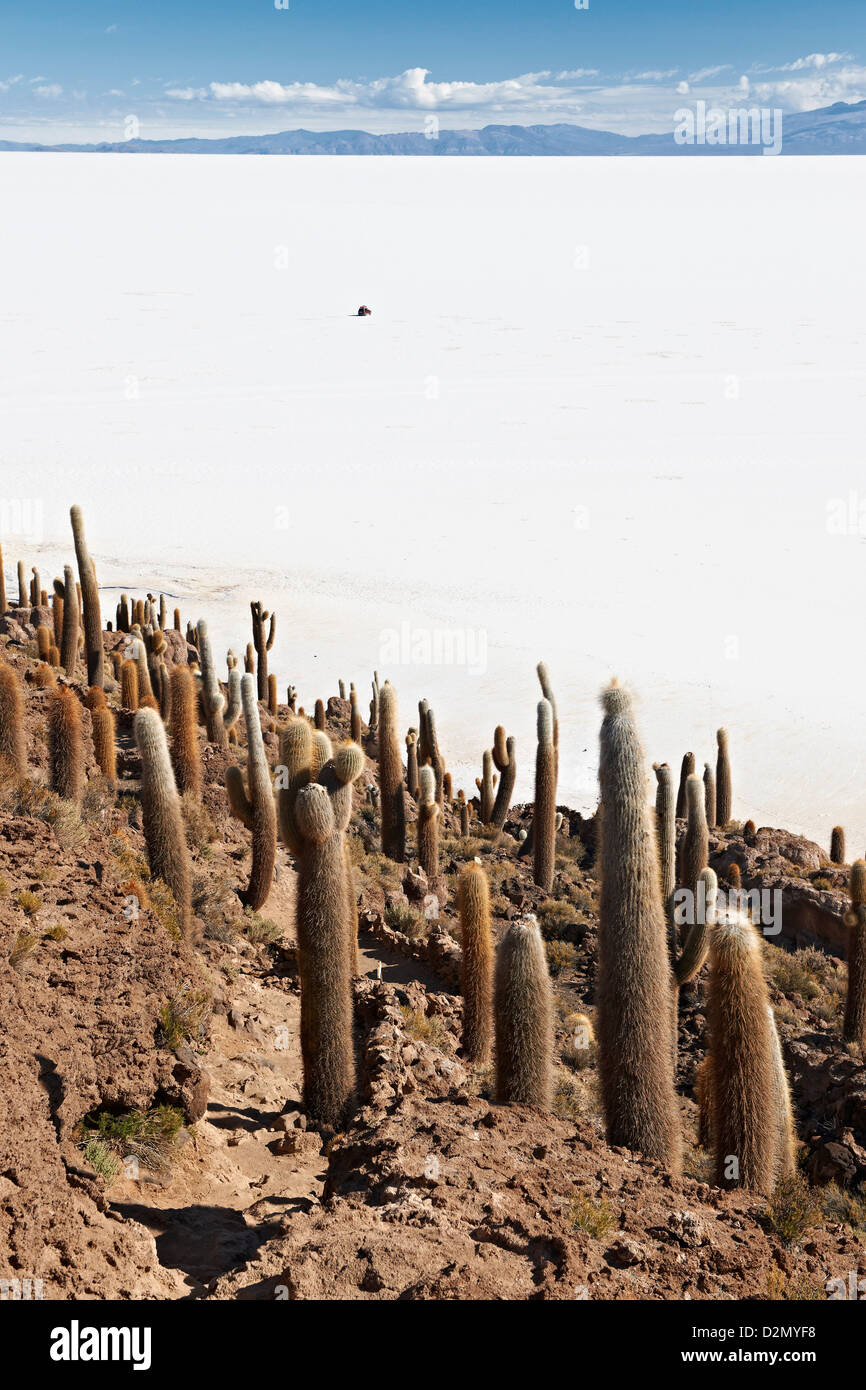 Très vieux, Trichocereus pasacana cactus gigantesques, sur l'Île Incahuasi, Salar de Uyuni salt lake Banque D'Images