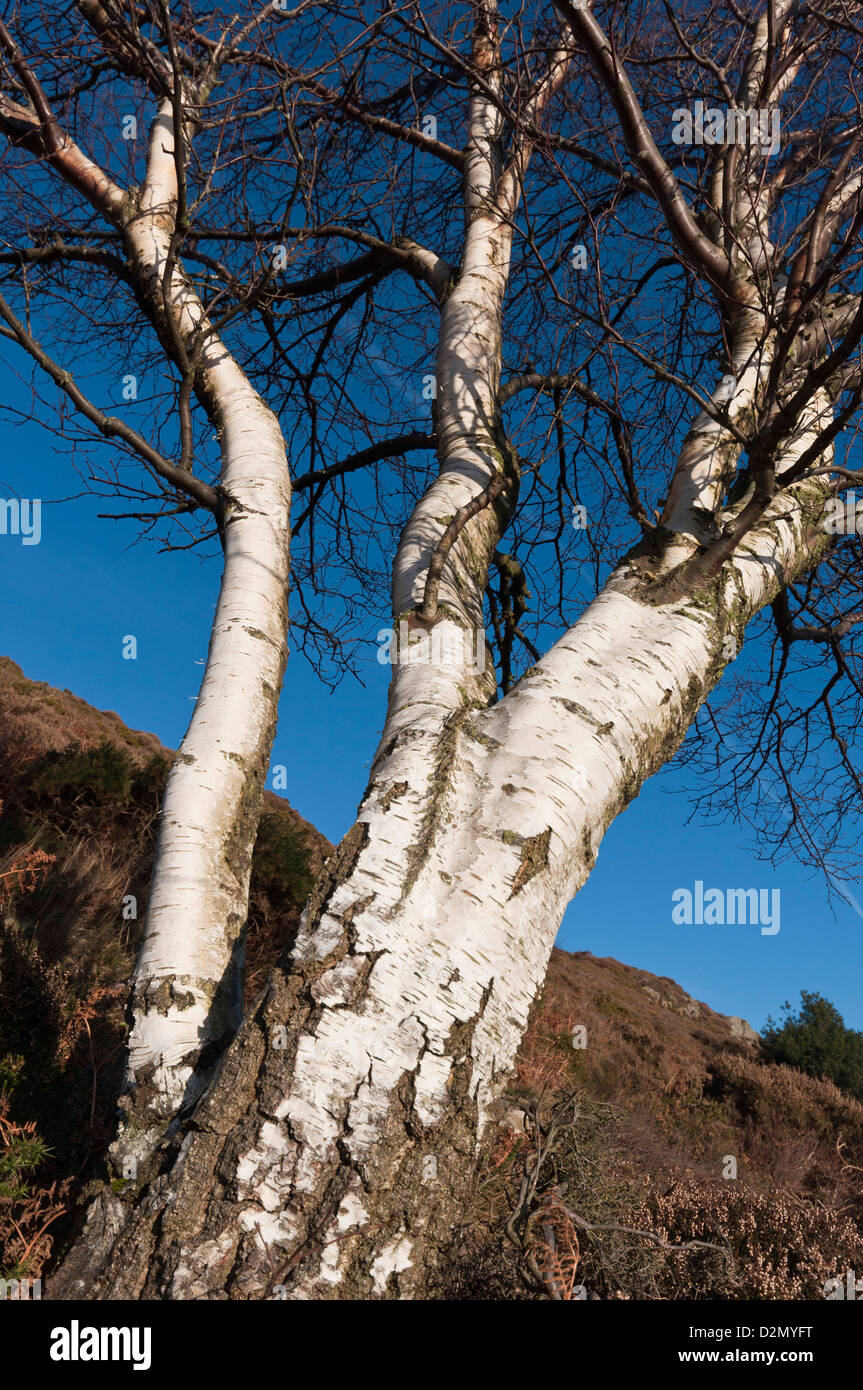 Silver Birch Tree en hiver sur la montagne au nord du Pays de Galles Conwy Banque D'Images