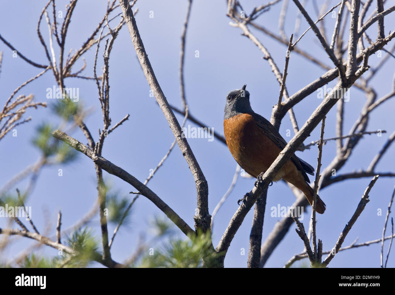 Cape Rock Thrush (Monticola rupestris) à bush, Le Cap, Afrique du Sud Banque D'Images